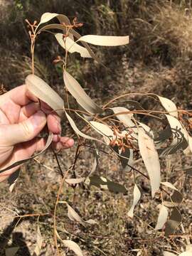 Image of Narrow-leaf Ironbark