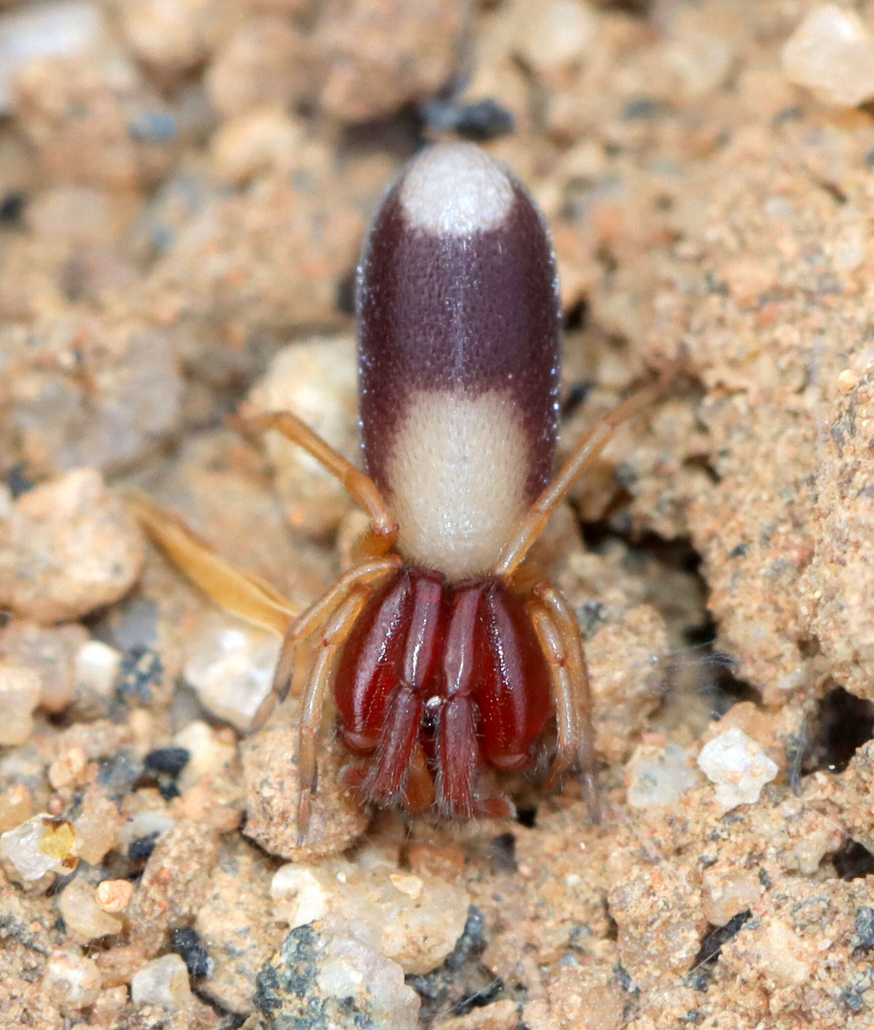 Image of Diaphorocellus biplagiatus Simon 1893