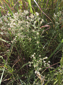 Image of rabbit-tobacco