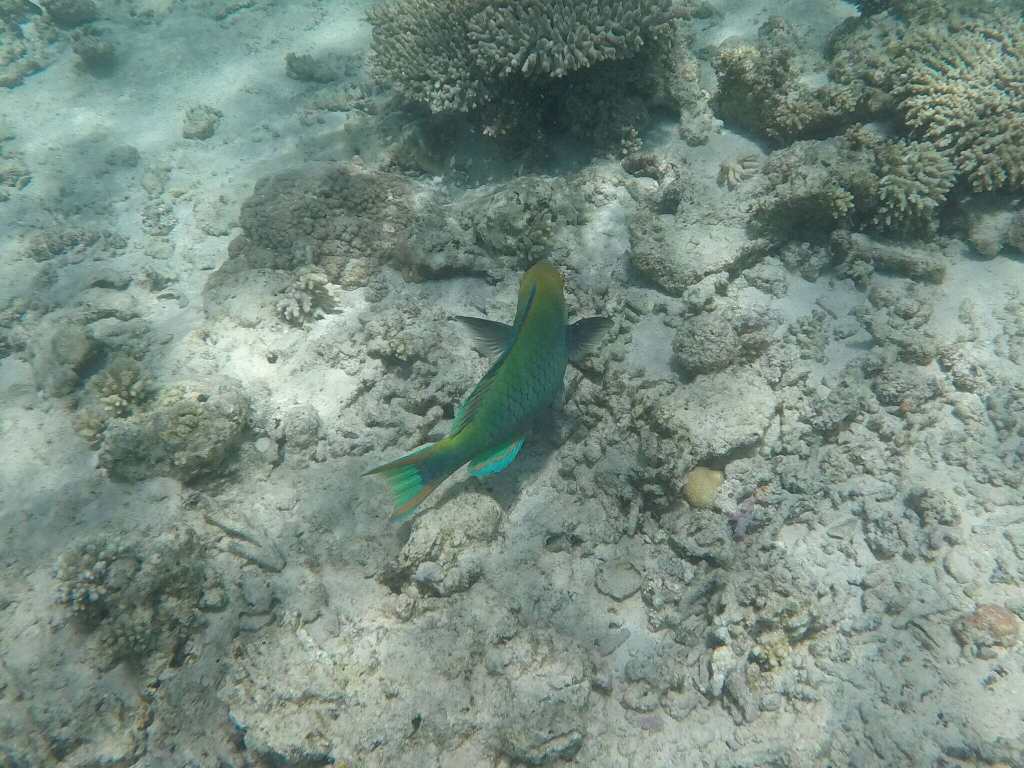 Image of Blue-faced Parrotfish