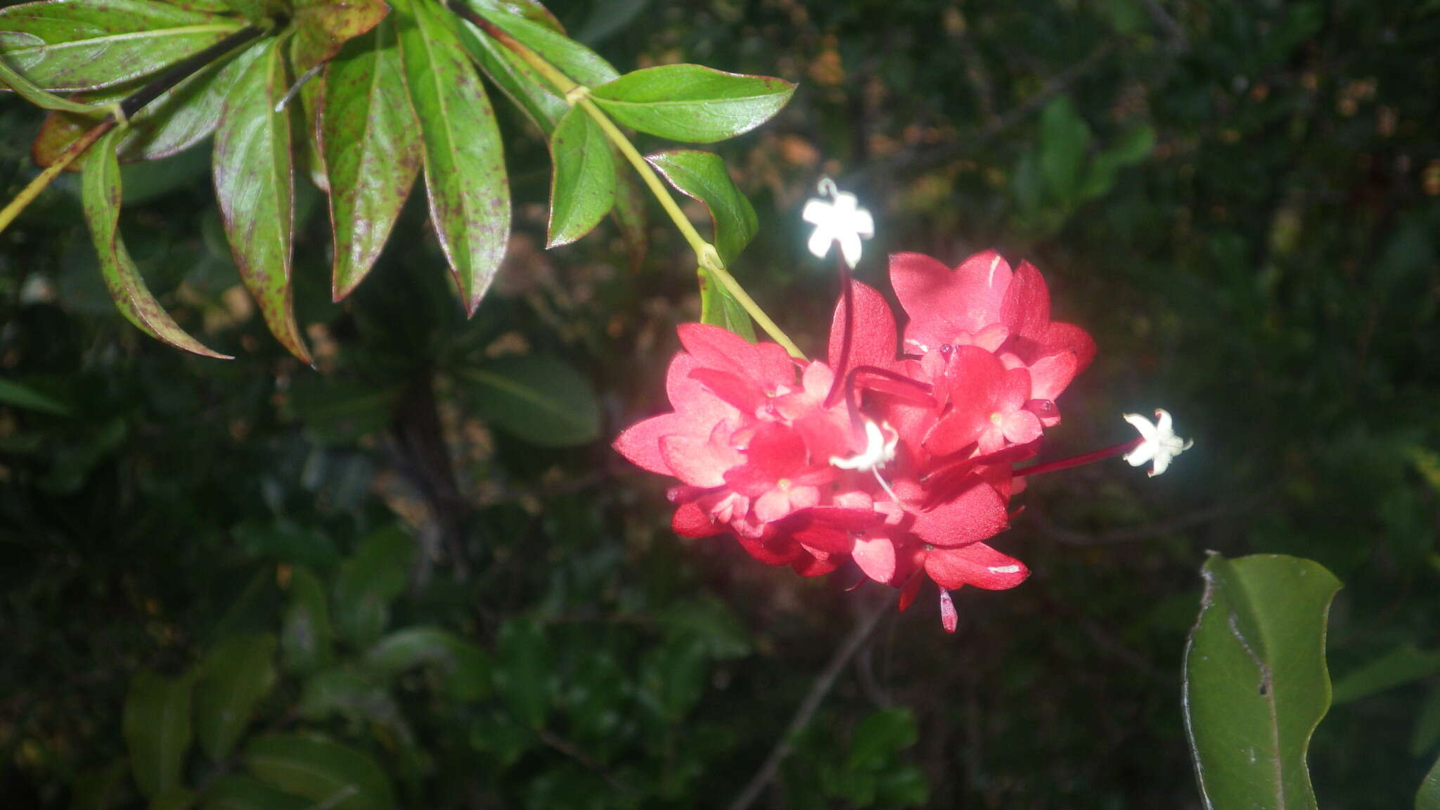 صورة Paracarphalea angulata (Baill.) Razafim., Ferm, B. Bremer & Kårehed