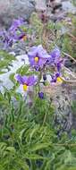 Image of Solanum etuberosum Lindl.