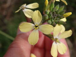 Imagem de Coincya monensis subsp. cheiranthos (Vill.) Aedo, Leadlay & Muñoz Garm.