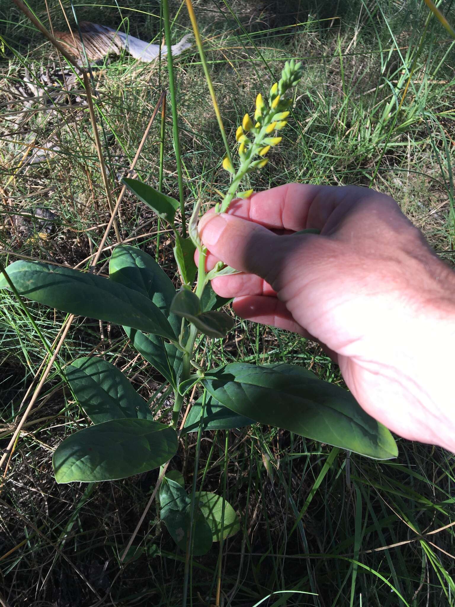 Слика од Crotalaria mitchellii Benth.