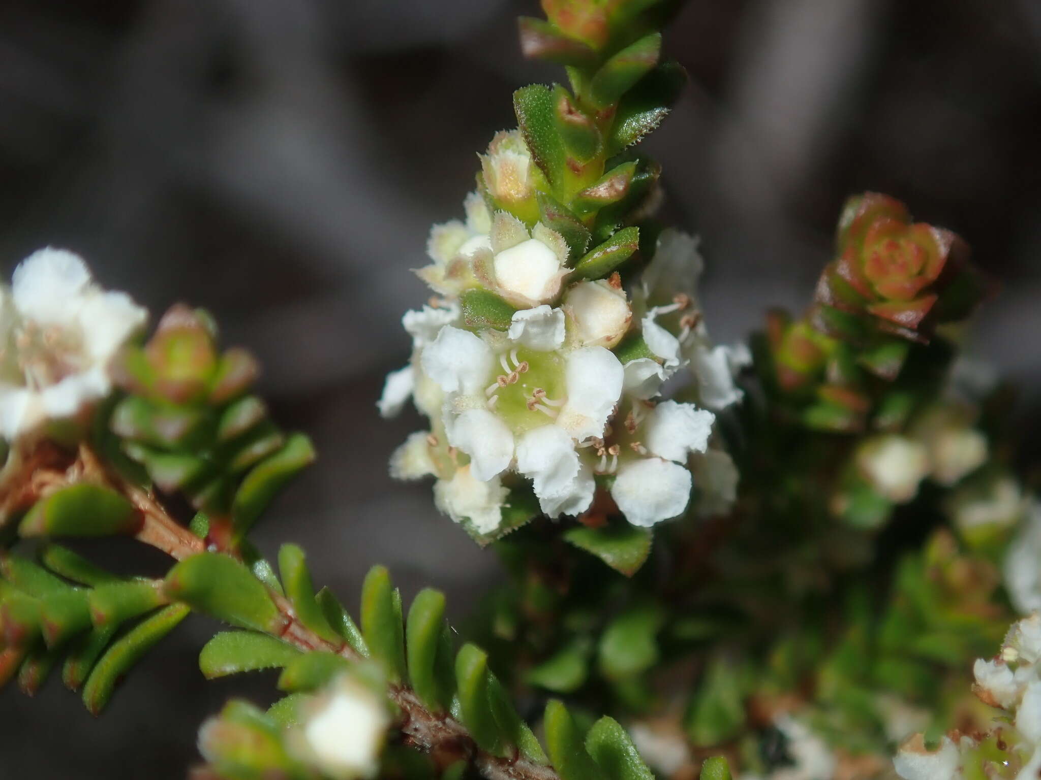 Image of Baeckea diosmifolia Rudge