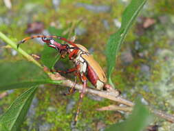 Imagem de Dicronocephalus bourgoini Pouillaude 1914