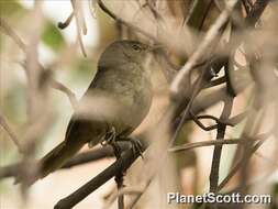 Image of Madagascar Brush-warbler