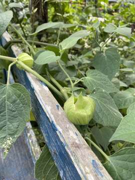 Imagem de Physalis pubescens L.