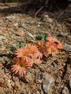 Image of Klamath Mountain catchfly