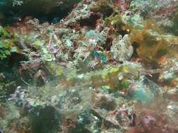 Image of Dusky Pipefish