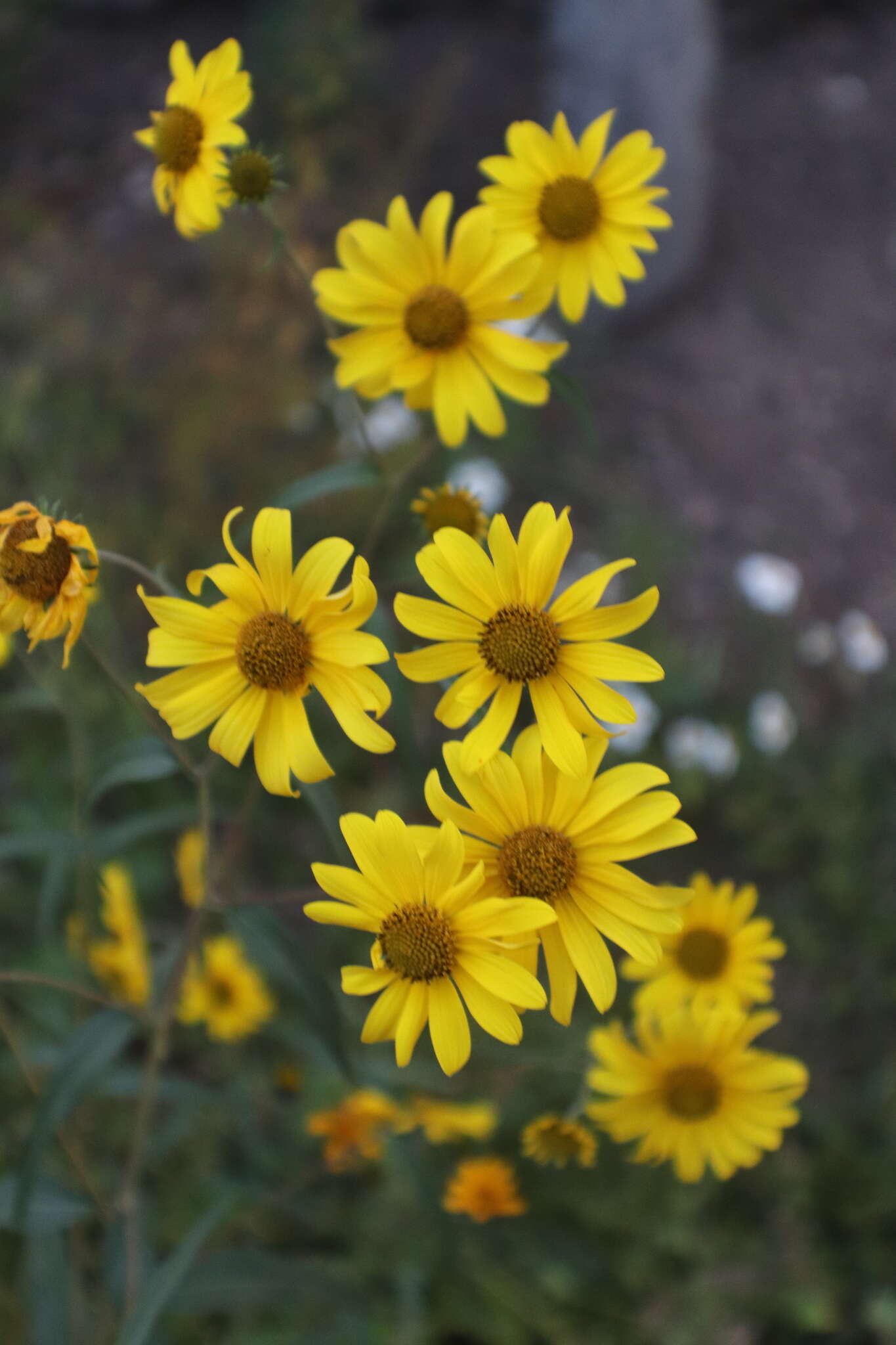 Image of <i>Heliomeris <i>multiflora</i></i> var. multiflora