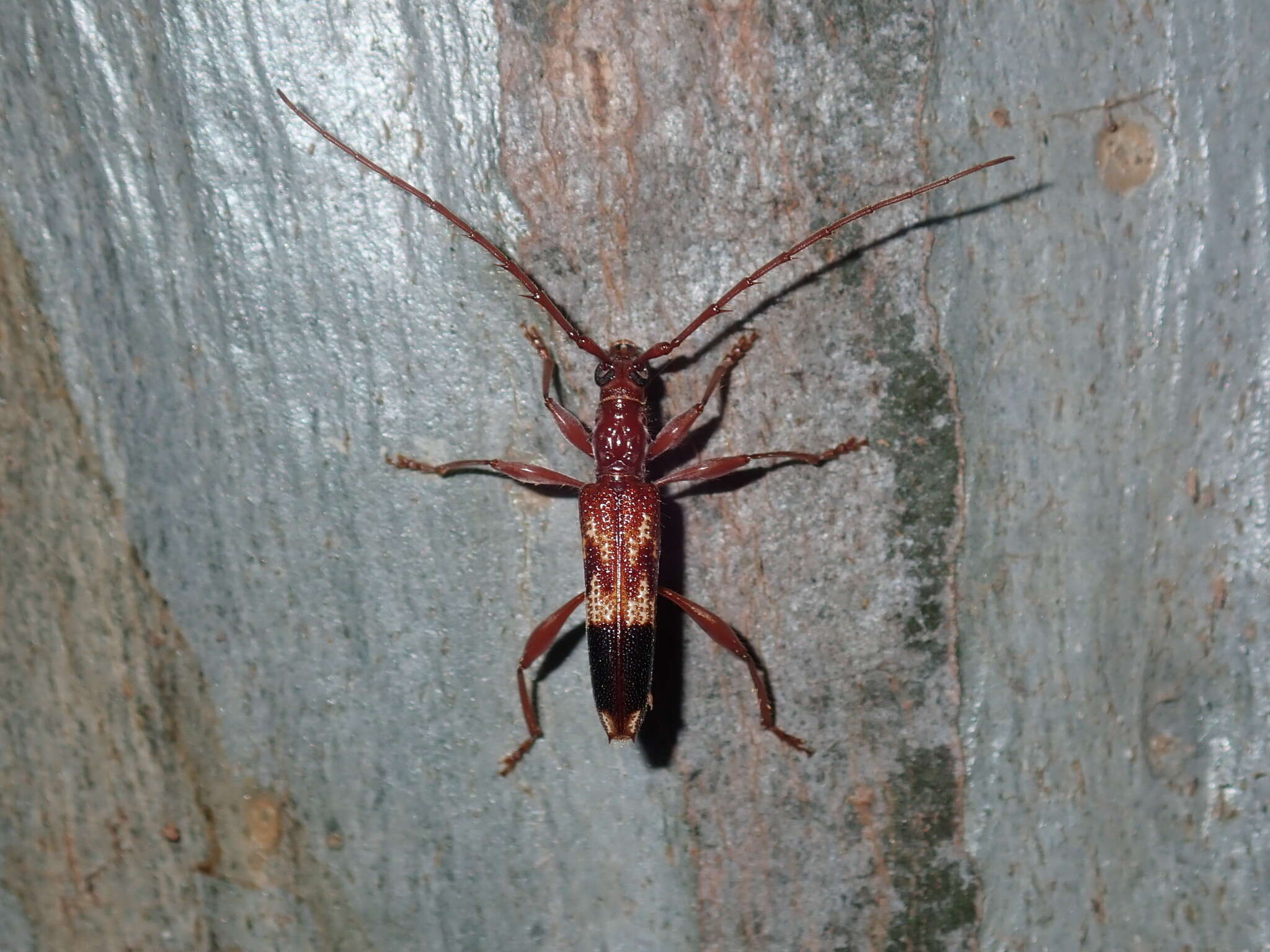 Image of Coptocercus abberrans (Newman 1840)