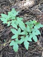 Image of Rubus reflexus var. hui (Diels ex Hu) F. P. Metcalf