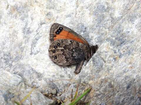 Image of Silky Ringlet