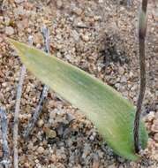 Image of Dainty blue china orchid