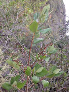 Image de Ceanothus arboreus Greene