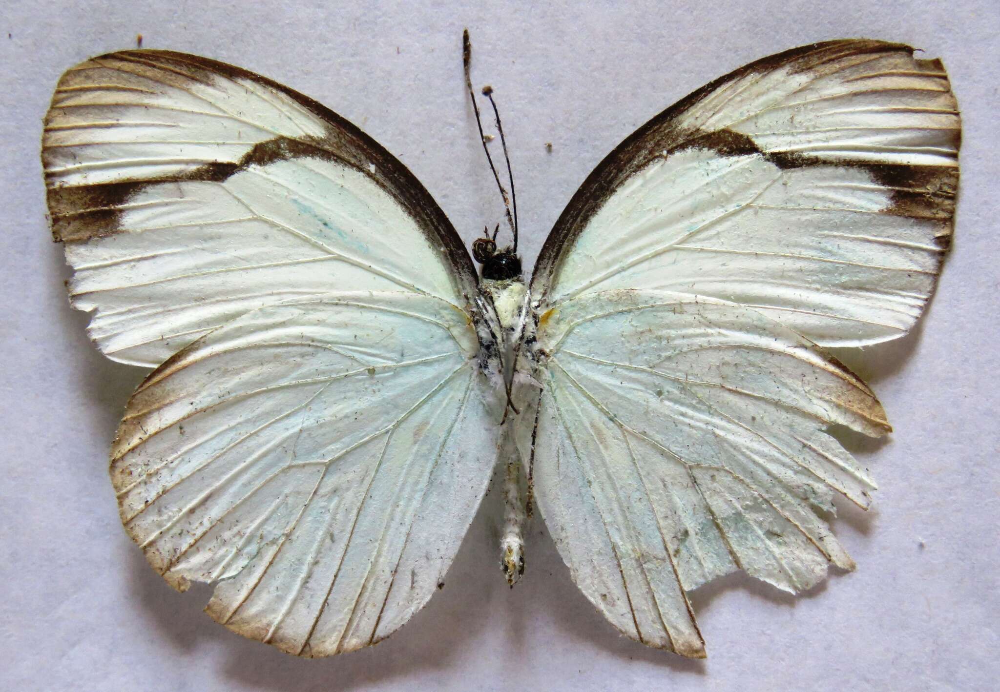 Image of <i>Itaballia demophile centralis</i>