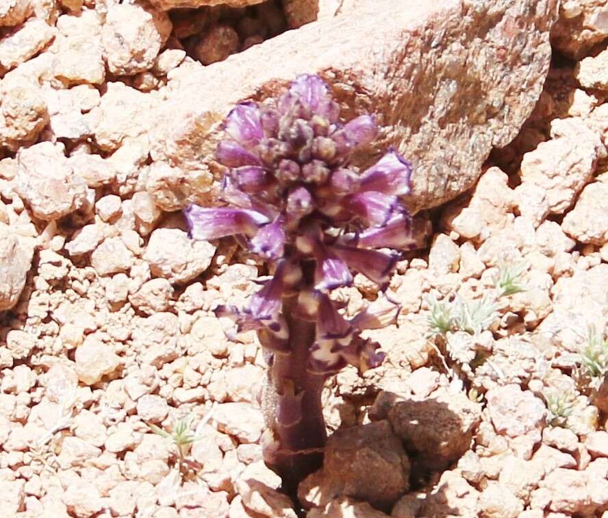 Image of nodding broomrape