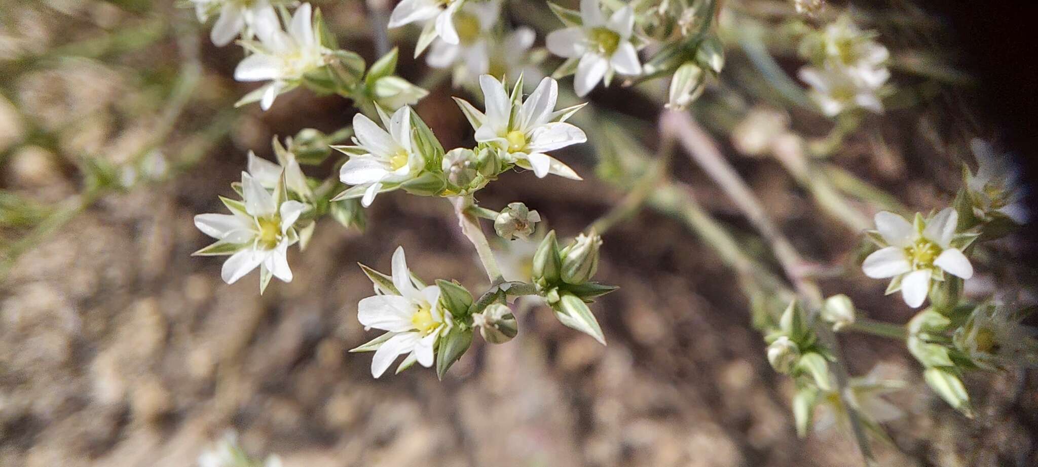 Imagem de Minuartia euxina M. V. Klokov