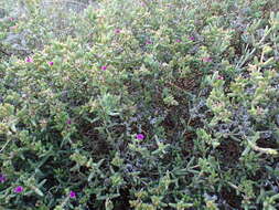 Image of Delosperma peersii Lavis