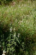 Image of Monarda punctata var. intermedia (E. M. McClint. & Epling) Waterf.