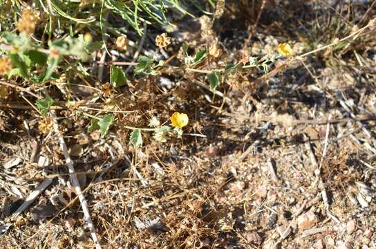 Image of dwarf Indian mallow