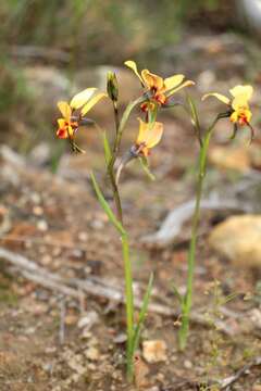 Image of Diuris brockmanii