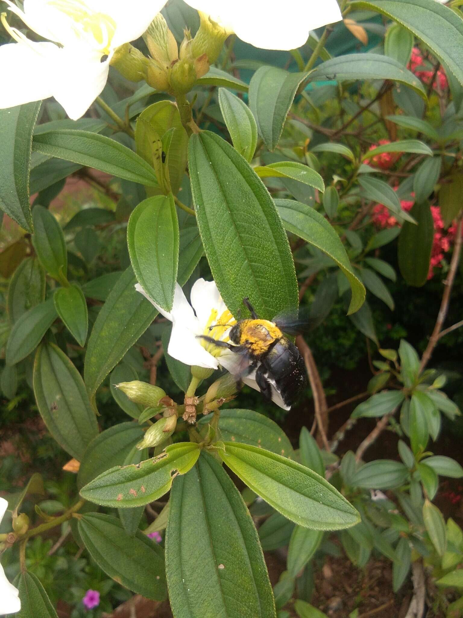 Image of Xylocopa ruficornis Fabricius 1804