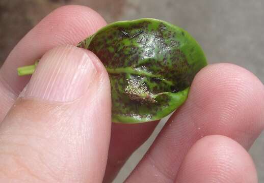 Image of Cuban Laurel Thrips