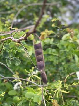 Image of Mimosa caesalpiniifolia Benth.