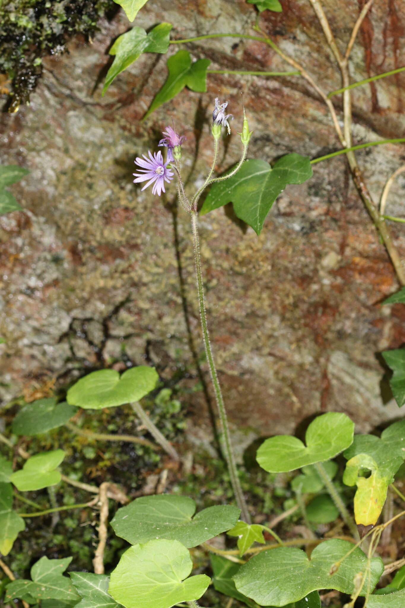 Image of Soldanella villosa Labarrère