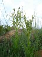 Image of Habenaria clavata (Lindl.) Rchb. fil.