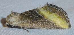 Image of Plagiomimicus aureolum