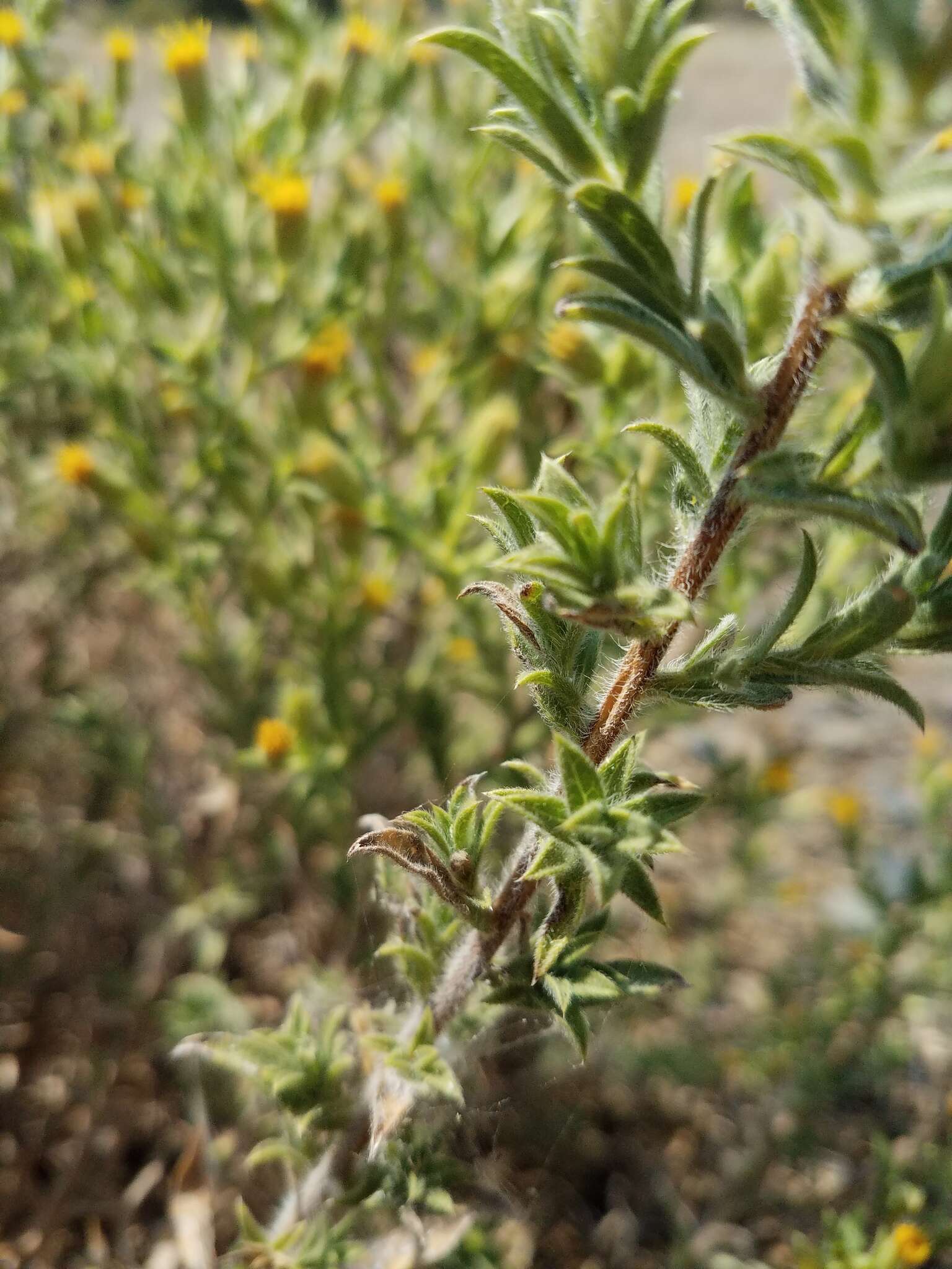 Image of Oregon false goldenaster