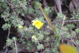 Image of Hibbertia crinita H. R. Toelken