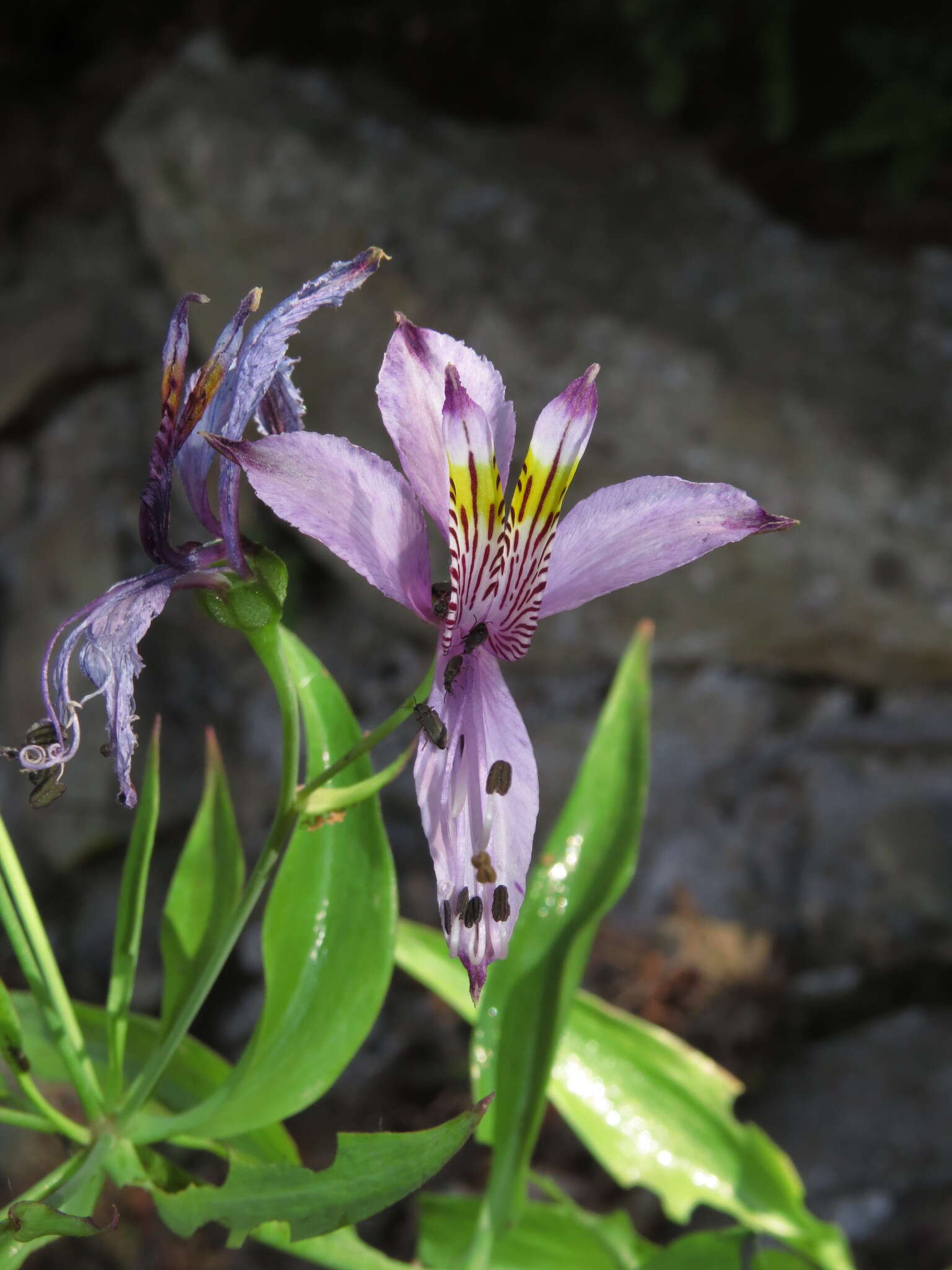 Image of Alstroemeria zoellneri Ehr. Bayer