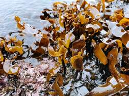 Image de Laminaria longipes Bory de Saint-Vincent 1826