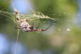 صورة Trichonephila edulis (Labillardière 1799)