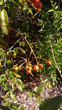 صورة Ixora platythyrsa Baker