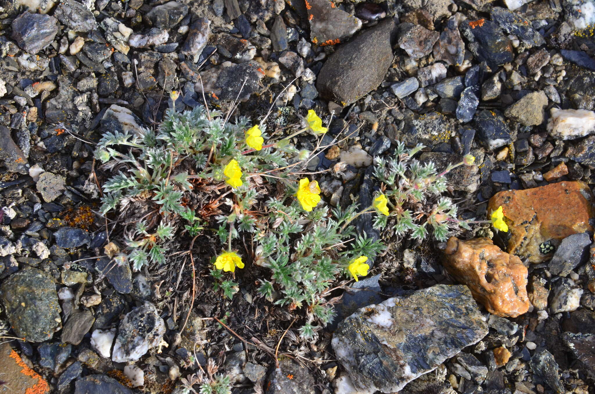 Image of Potentilla anachoretica Sojak