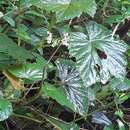 Image of Begonia seychellensis Hemsl.