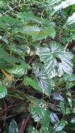 Image of Begonia seychellensis Hemsl.