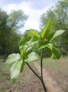 Imagem de Strophanthus boivinii Baill.