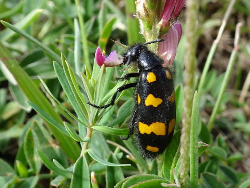 Image of Hycleus polymorphus (Pallas 1771)