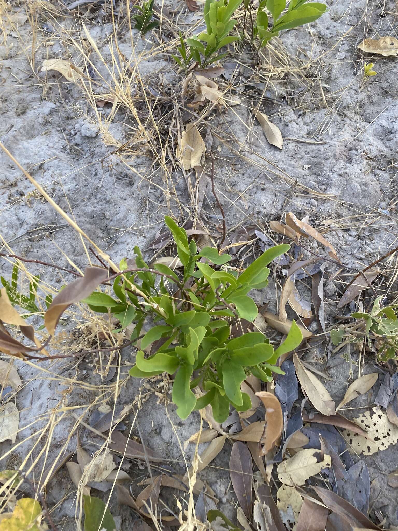 Image of Dichapetalum cymosum (Hook.) Engl.