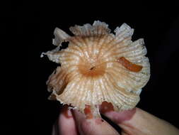 Image of Marasmius calhouniae Singer 1989