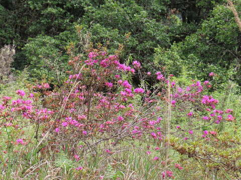 Imagem de Rhododendron rubropilosum Hayata