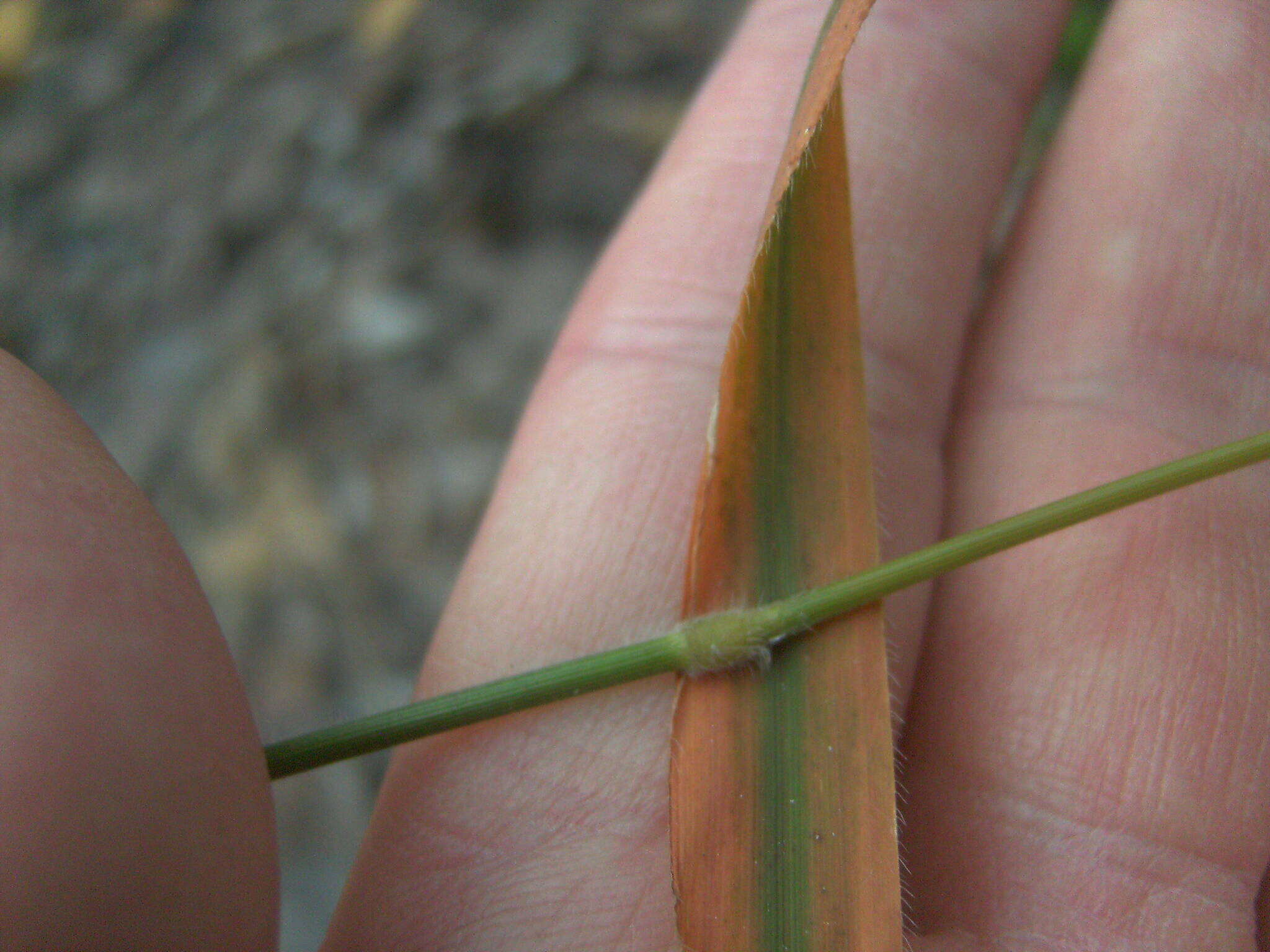 Image of Brachypodium sylvaticum subsp. sylvaticum