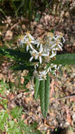 Image of Olearia oppositifolia (F. Müll.) N. S. Lander