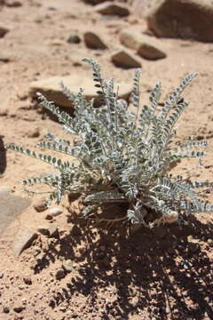 Image of woolly locoweed